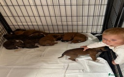 Boxer dogs for sale: Gorgeous Kc Boxer Puppies - Image 3