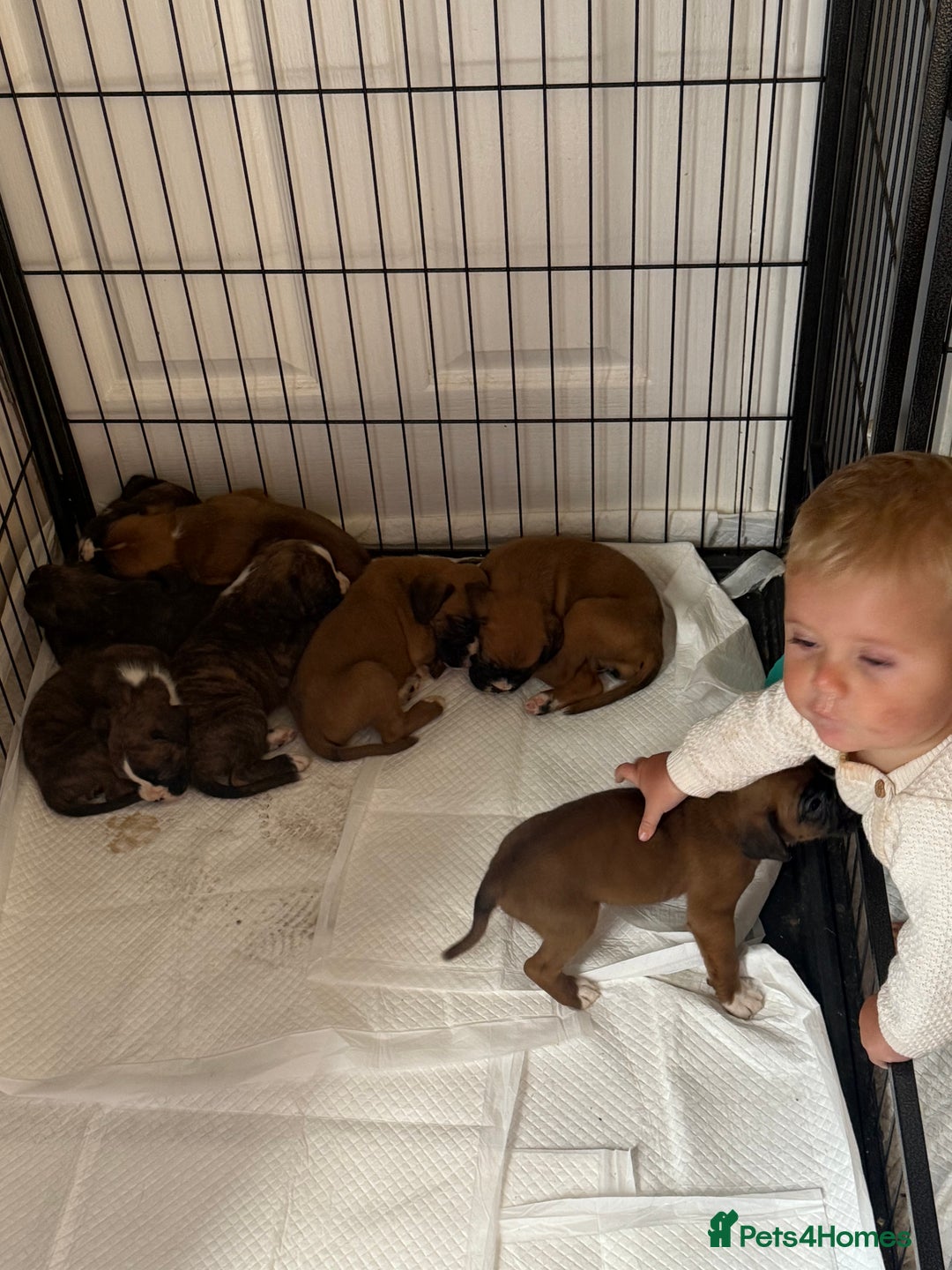 Boxer dogs for sale: Gorgeous Kc Boxer Puppies - Image 3
