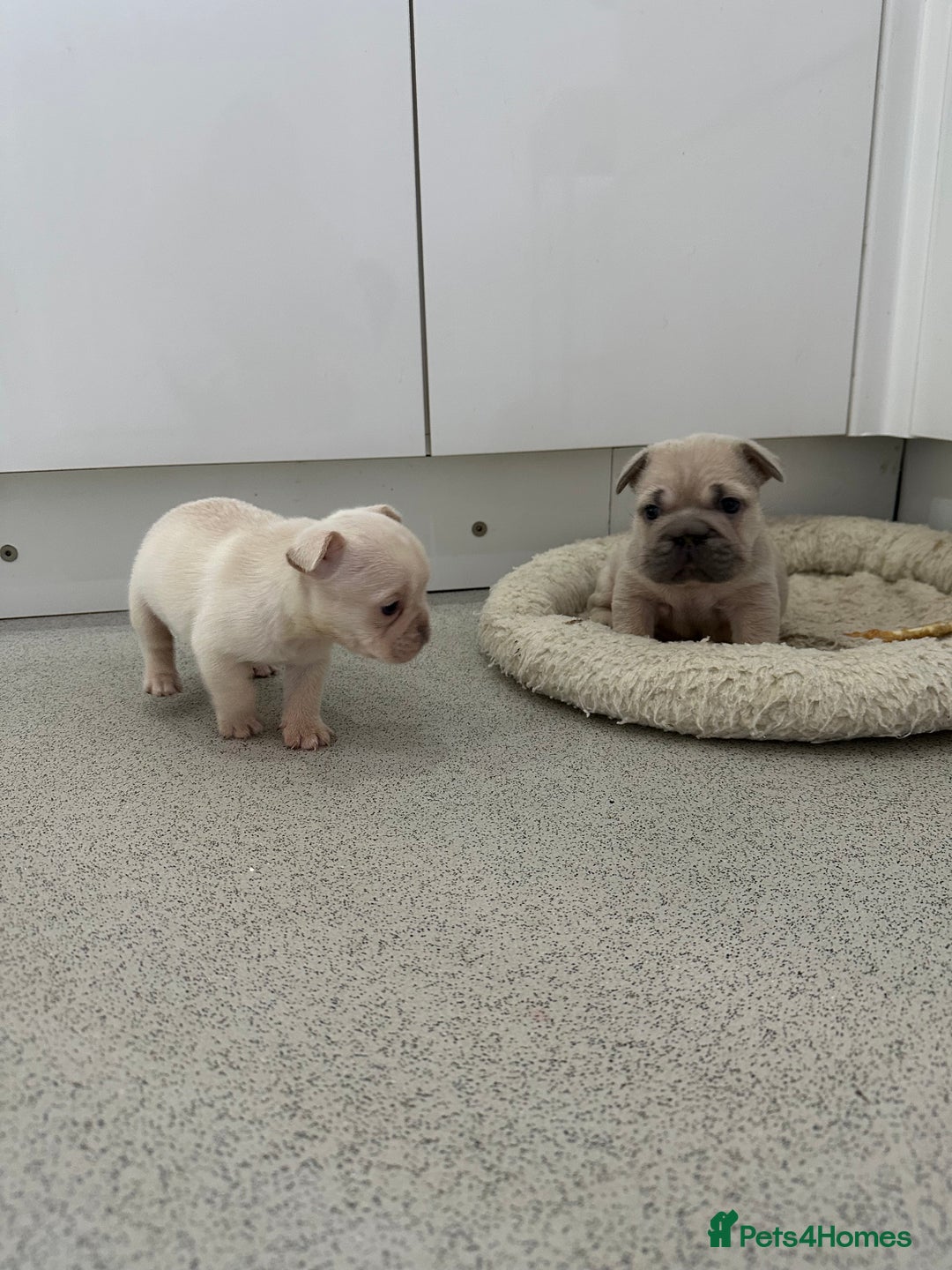 French Bulldog dogs for sale: French bulldog puppies  - Advert 5