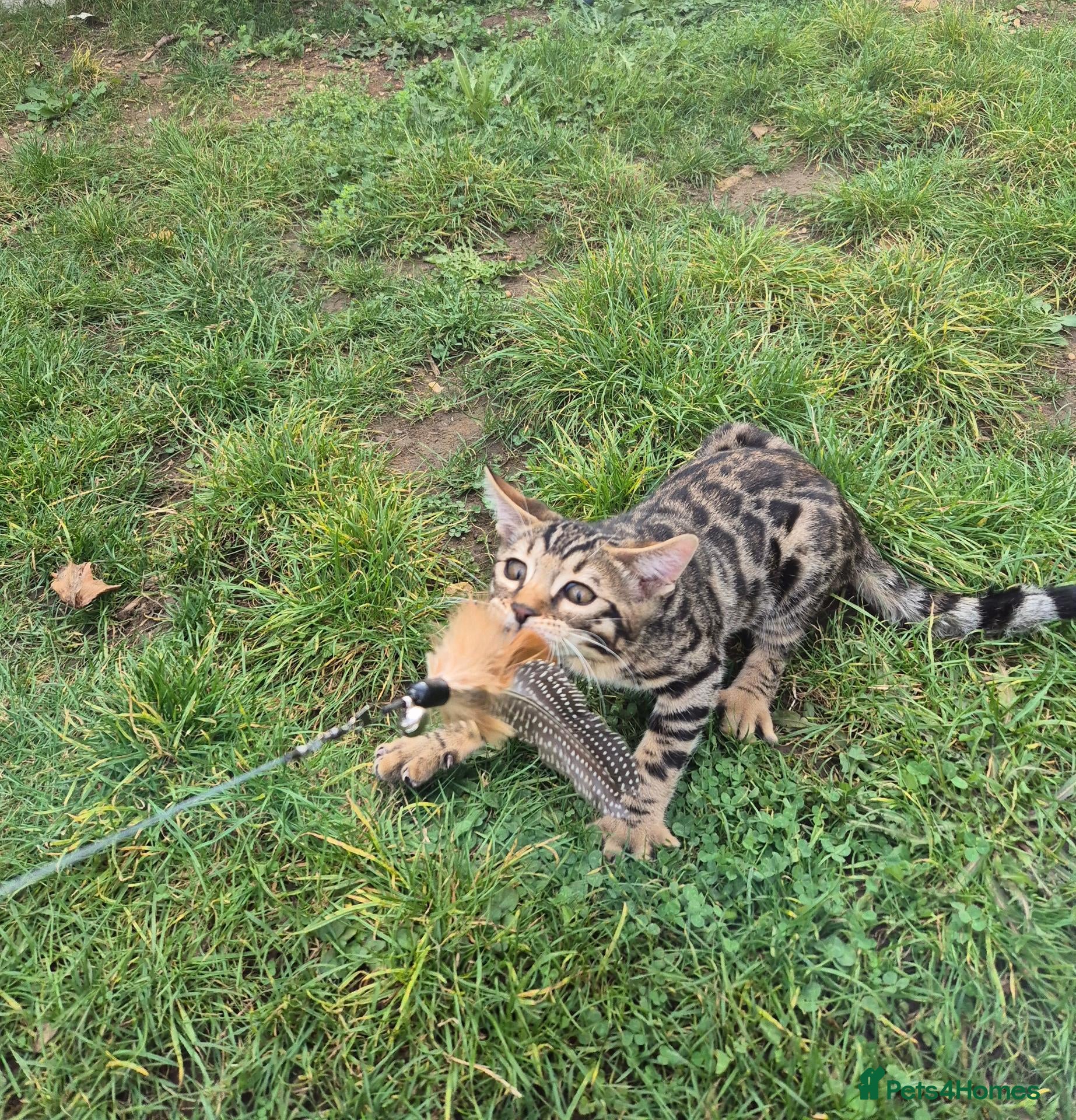 Bengal cats  Charcoal Bengal Boy Ready for forever Homes 🥰 - Advert 2