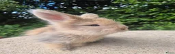 Angora rabbits for sale: 🌟STUNNING ANGORA BABIES- maxi full face 🌟 - Advert 12