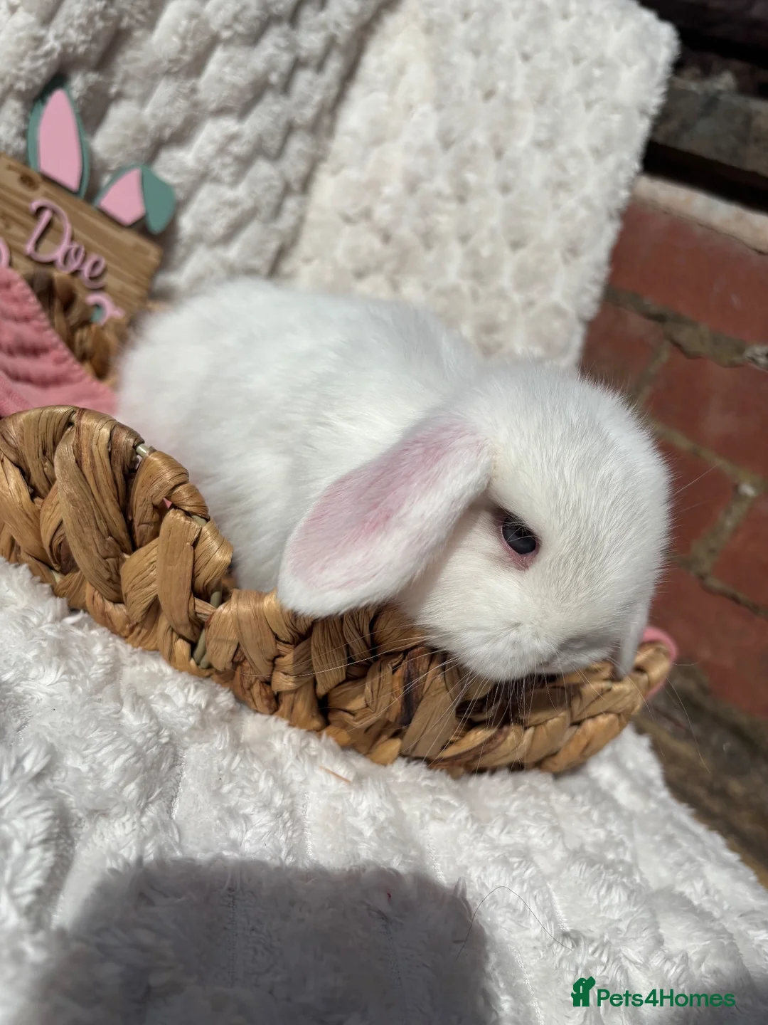 Mini Lop rabbits for sale: Mini Lops  - Advert 10