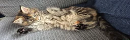 Maine Coon cats for sale: Stunning maine coon girl - Advert 8