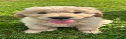 Golden Retriever dogs for sale: Beautiful KC Golden Retriever Puppies - Advert 13