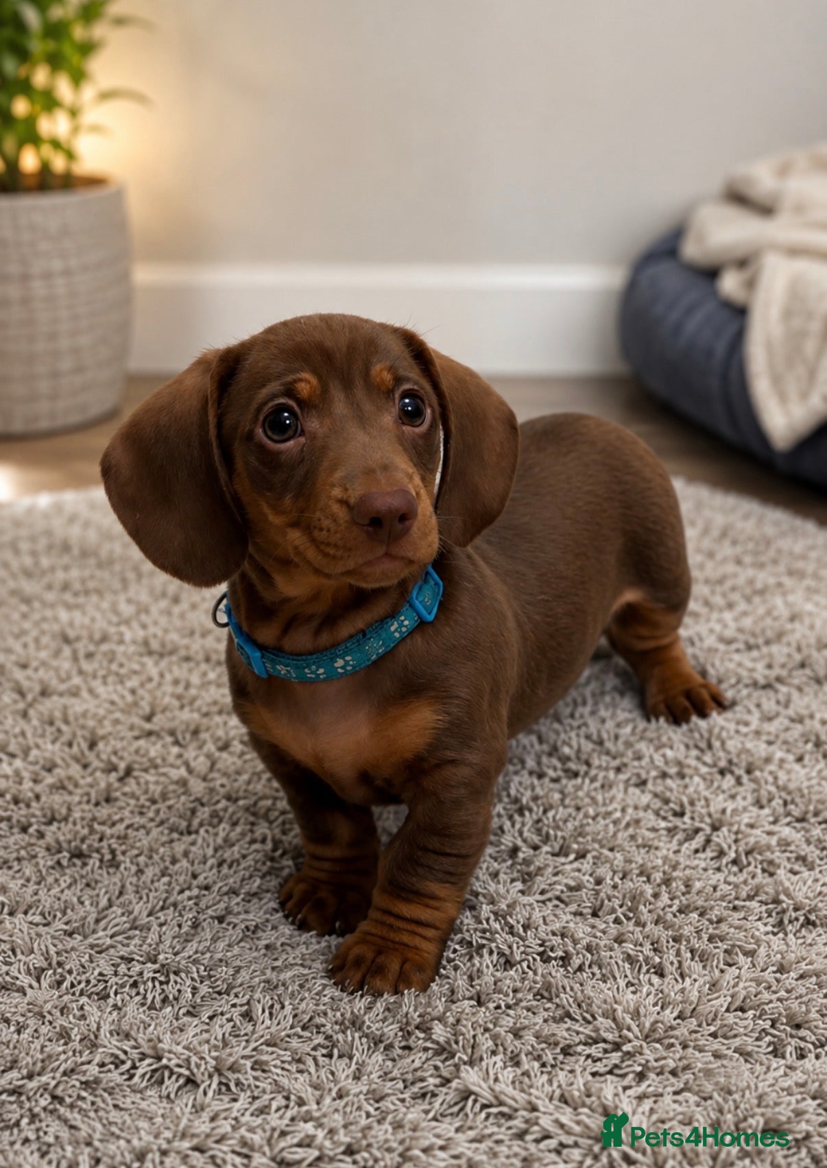 Miniature Dachshund dogs LAST 3 READY TO LEAVE Smooth haired mini dachunds - Advert 2