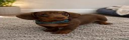 Miniature Dachshund dogs for sale: LAST 3 READY TO LEAVE Smooth haired mini dachunds - Advert 3