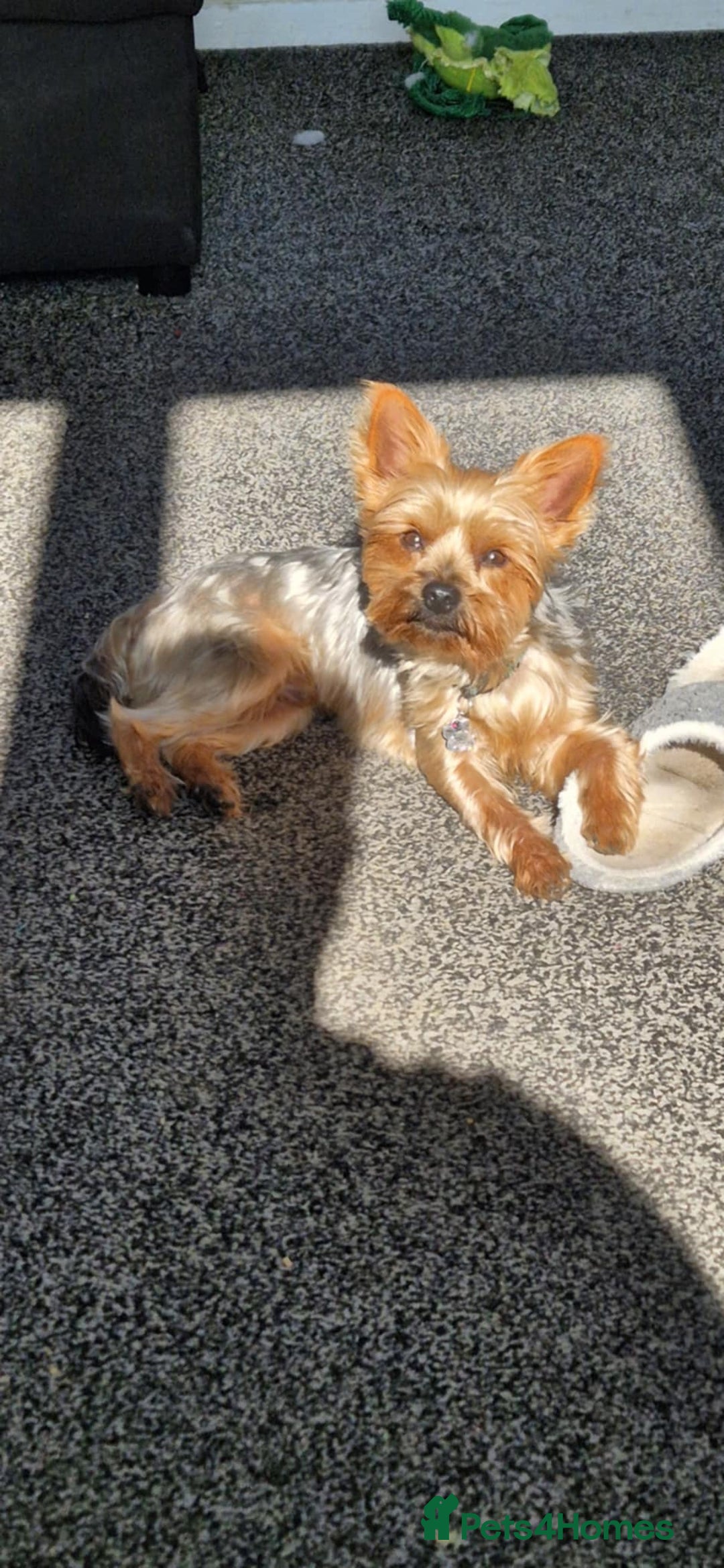 Yorkshire Terrier dogs for stud: Yorkie for Stud - Image 2