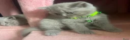 British Shorthair cats for sale: British shorthair kittens for sale - Advert 3
