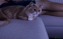 British Longhair cats for sale: Beautiful Lily-Bear - Image 4