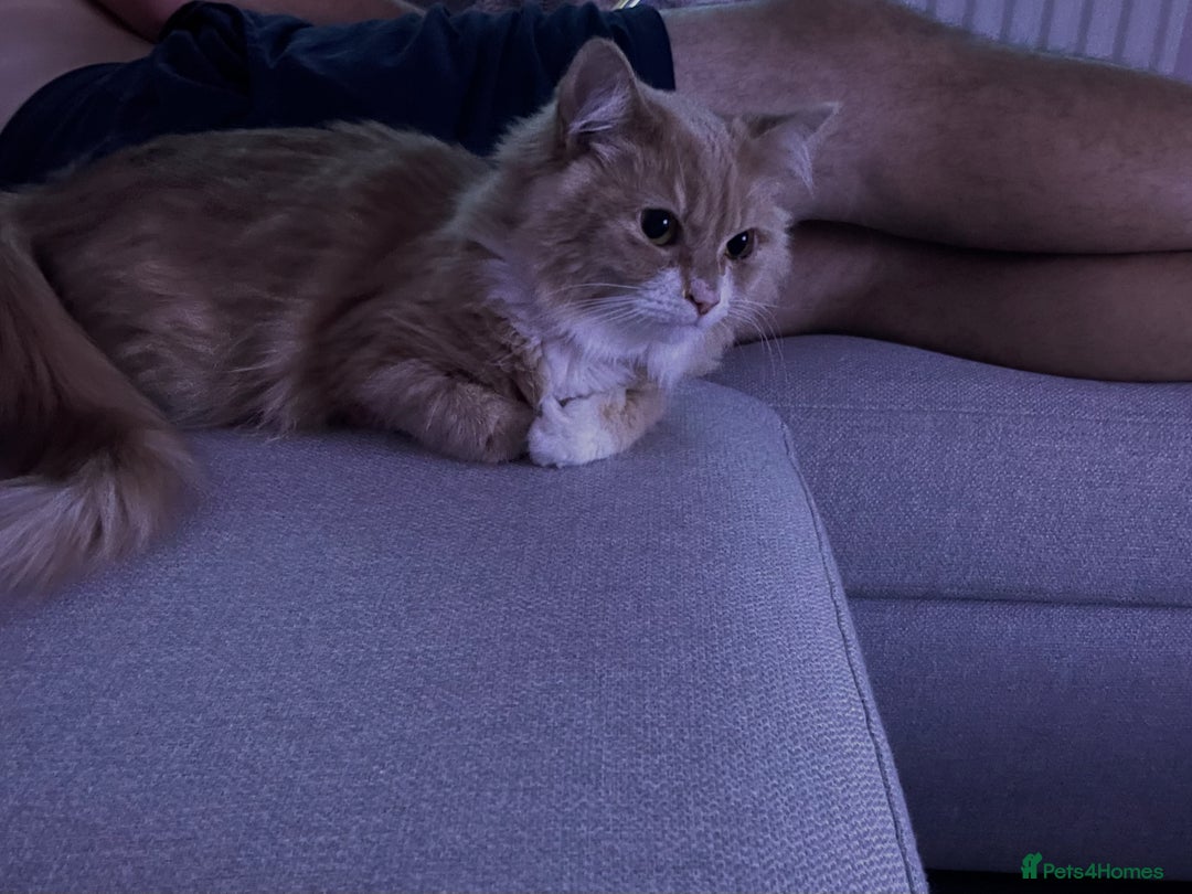 British Longhair cats for sale: Beautiful Lily-Bear - Image 4