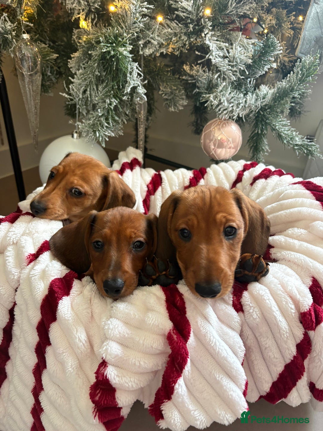 Dachshund dogs for sale: Beautiful dachshunds ready to leave now - Advert 6
