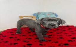 Cane Corso dogs for sale: Cane corso puppies for sale  - Image 10