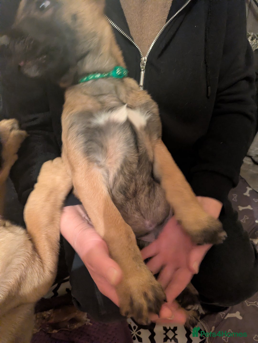 Belgian Shepherd Dog dogs for sale: Belgian Shepherd - Malinois  - Advert 15