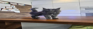 Maine Coon Kitten 6