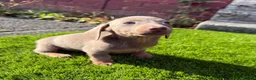 Miniature Dachshund dogs for sale: ❤️Adorable Isabella Miniature Dachshund Puppies 🐶 - Advert 33