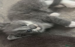 British Shorthair cats for sale: Adorable British Shorthair x Persian Kittens  - Image 23