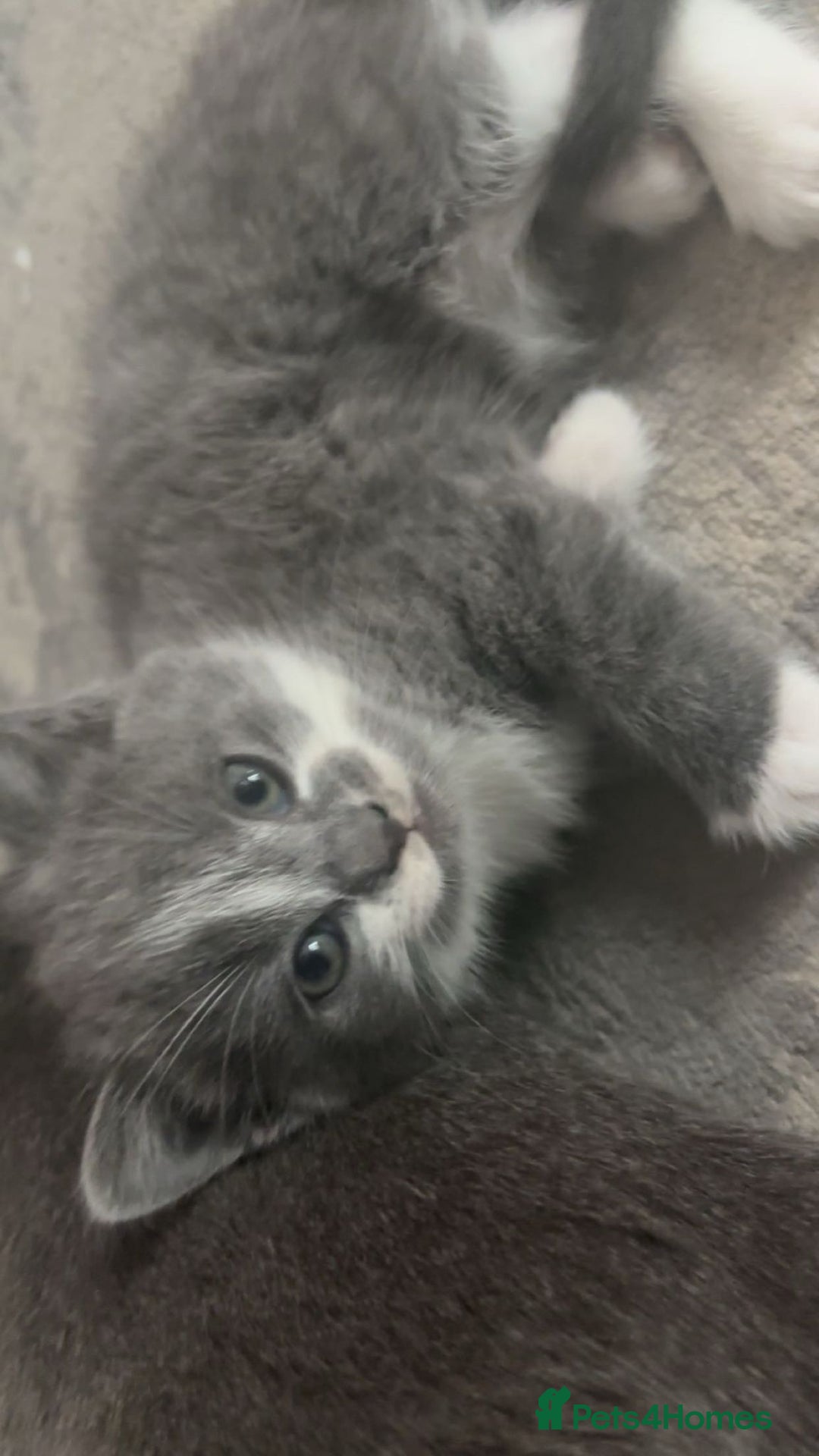 British Shorthair cats for sale: Adorable British Shorthair x Persian Kittens  - Image 23