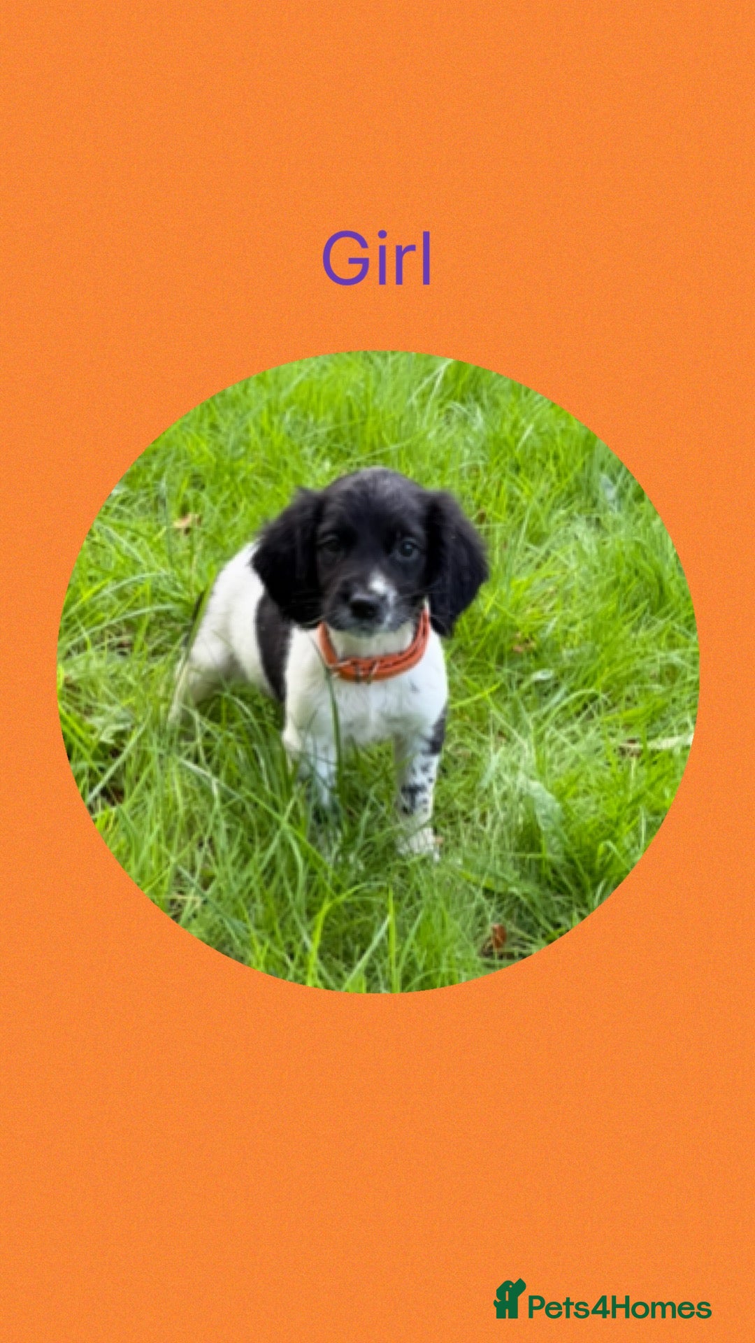 English Springer Spaniel dogs KC Registered English Springer Spaniel Puppies  - Advert 1