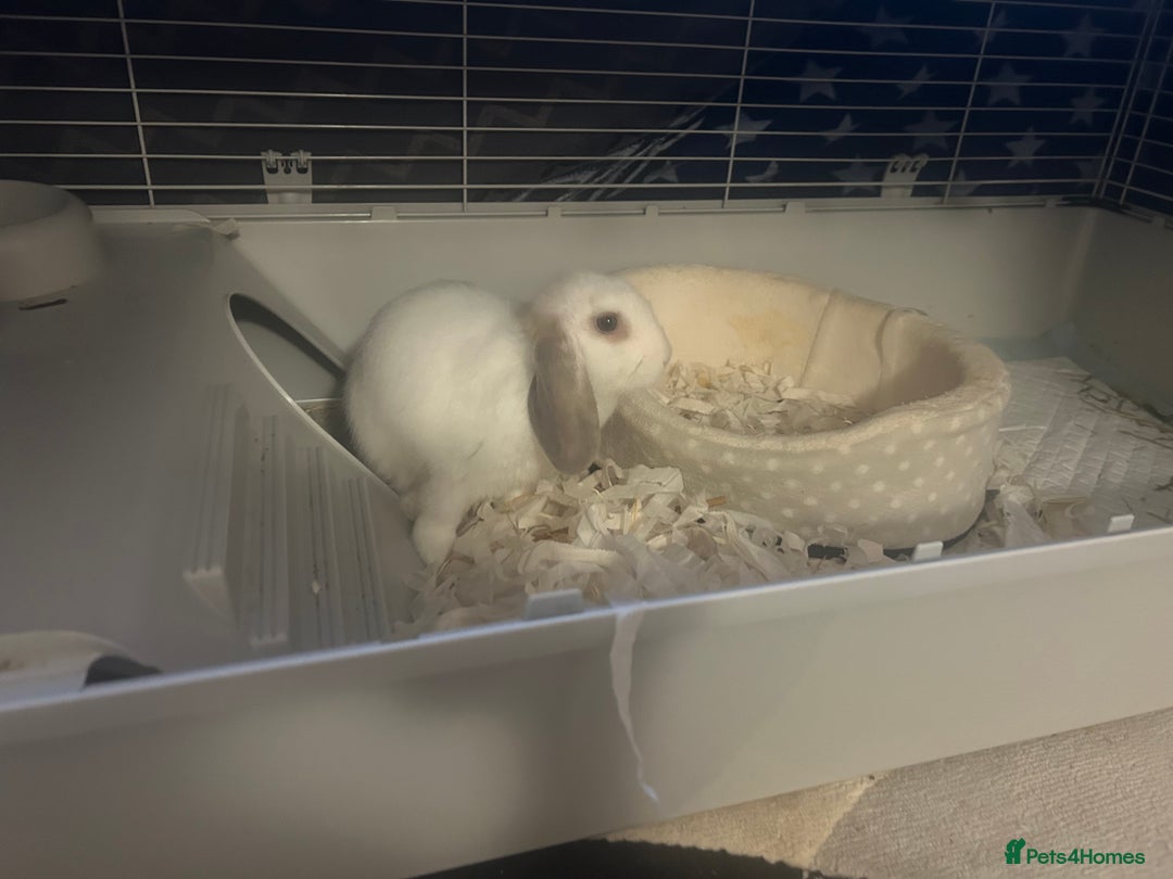 Mini Lop rabbits for sale: Two Beautiful Mini Lop Brothers, with hutch & run - Advert 7