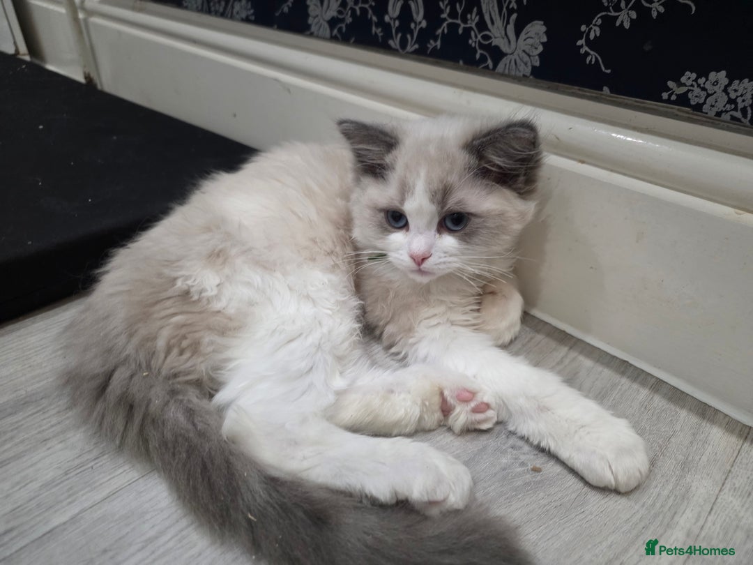 Ragdoll cats for sale: READY TO LEAVE 😻 tica registered Ragdoll Kitten   - Advert 11