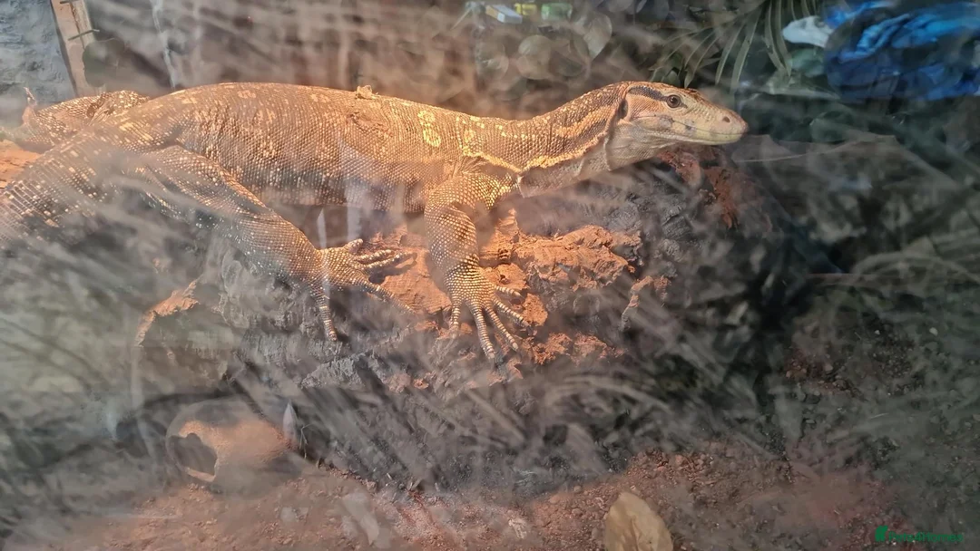 Monitor reptiles for sale: Water Monitor Crossed with a Cumingi in Bristol - Advert 2