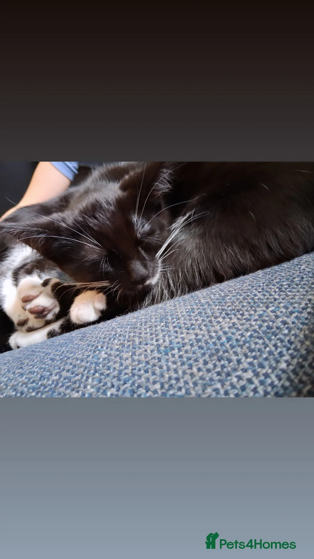 Mixed Breed cats for sale: Kittens 🐈‍⬛  in Wrexham - Advert 5