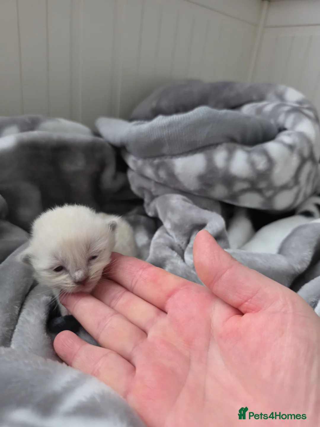 Ragdoll cats for sale:  Ragdoll Kittens♥️Reservation Open! 🐱❣️ - Advert 8