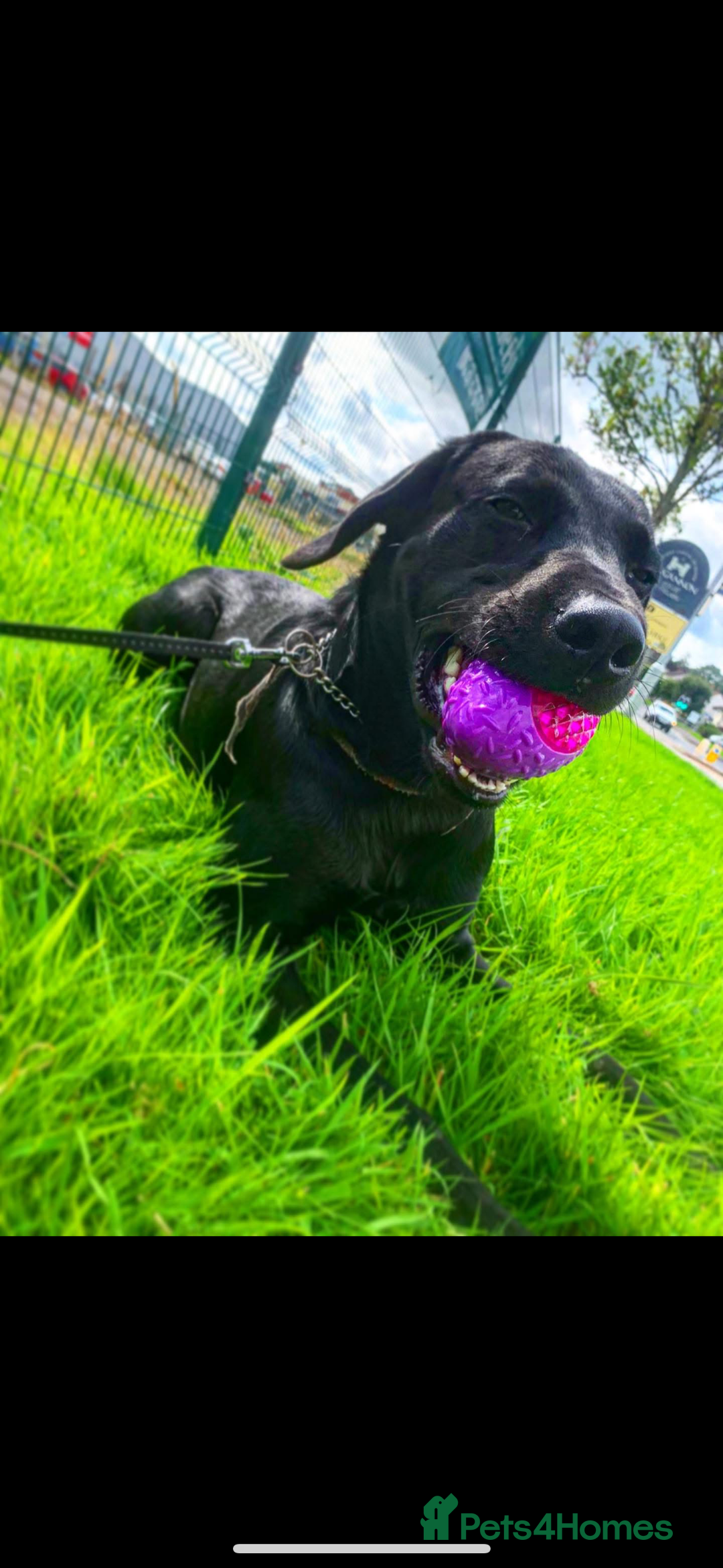 Labrador Retriever dogs for sale: Shadow 2 year old black Labrador  - Image 3