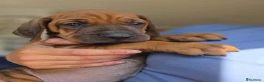 Rhodesian Ridgeback 10