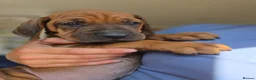 Rhodesian Ridgeback dogs for sale: Seriously Gorgeous Rhodesian Ridgeback Puppies - Advert 8