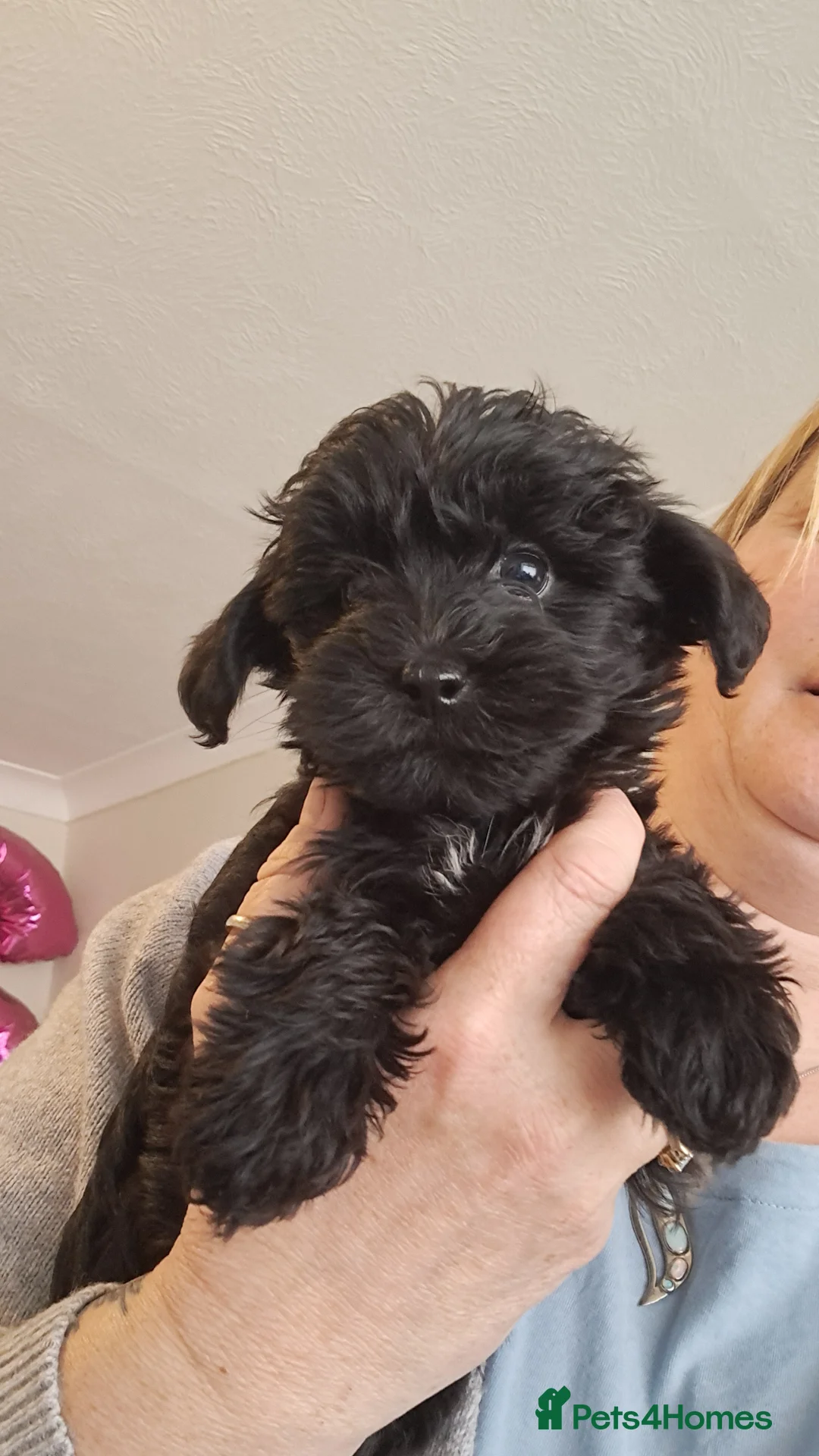 Yorkiepoo dogs for sale: Beautiful yorkiepoos - Advert 2