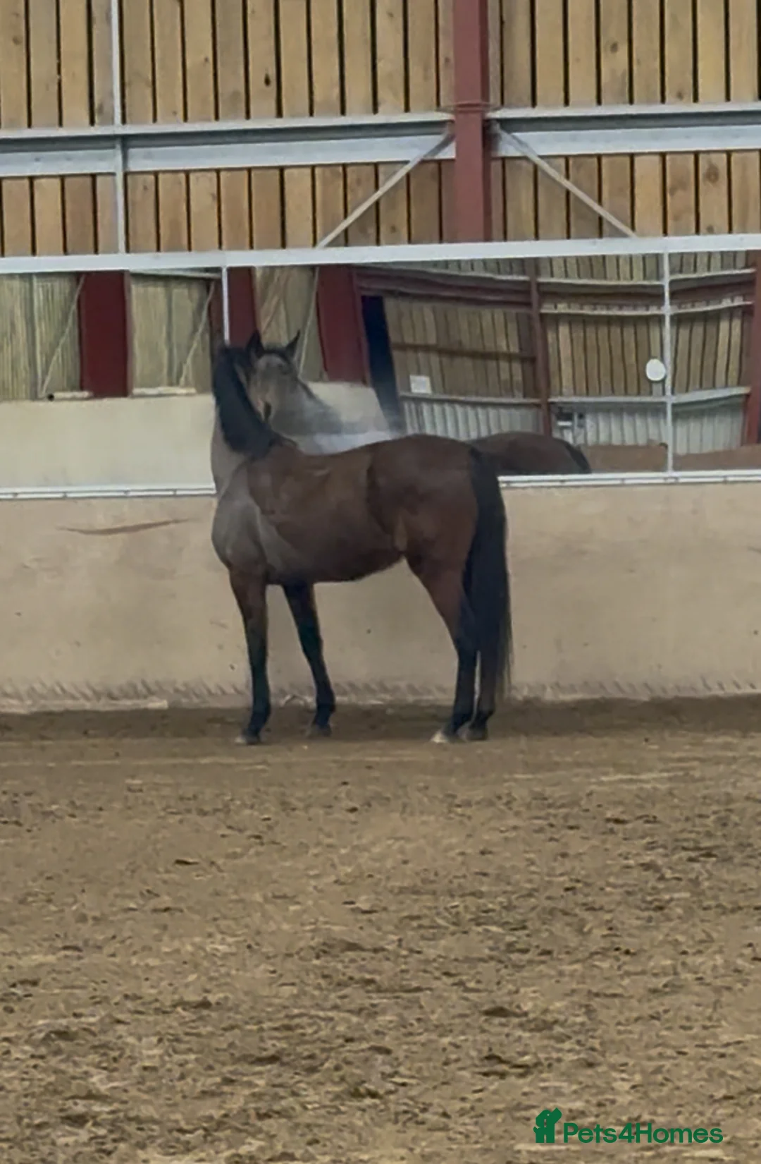 Irish Thoroughbred horses for sale: 10 yr old school mistress  - Advert 19