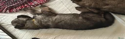 Mixed Breed dogs for sale: Alaska shepherd x  - Advert 16