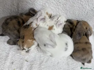 Mixed Breed rabbits Last Baby Boy Mini Lion Lop - Advert 12