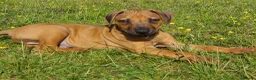 Rhodesian Ridgeback dogs for sale: Gentlemen of the Savanna. - Advert 10