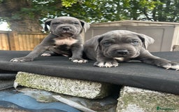 Cane Corso dogs for sale: Cerberus champion bloodline cane corso - Image 12