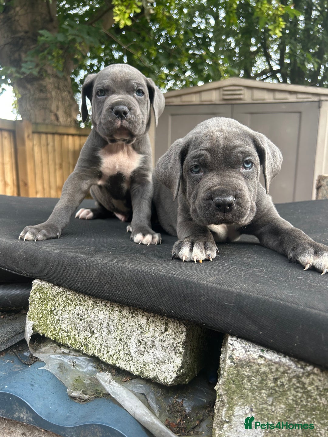Cane Corso dogs for sale: Cerberus champion bloodline cane corso - Image 12