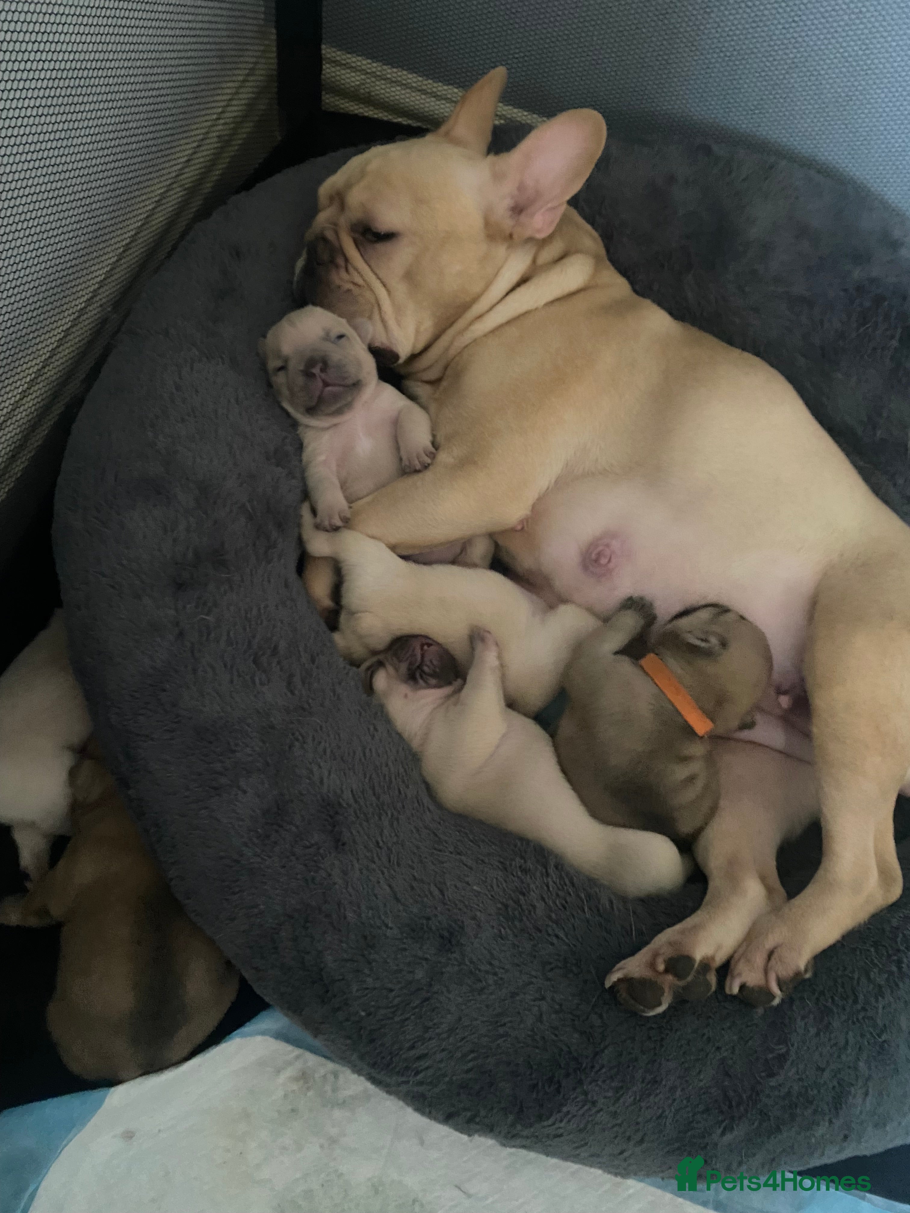 French Bulldog dogs French bulldog puppies - Advert 2