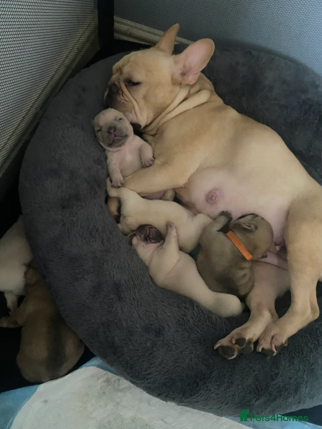 French Bulldog dogs for sale: French bulldog puppies - Advert 1