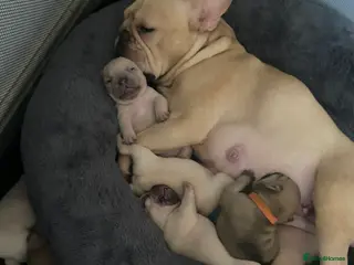 French Bulldog dogs French bulldog puppies - Advert 2