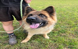German Shepherd dogs for sale: German Shepherd kc reg straight backed - Image 3