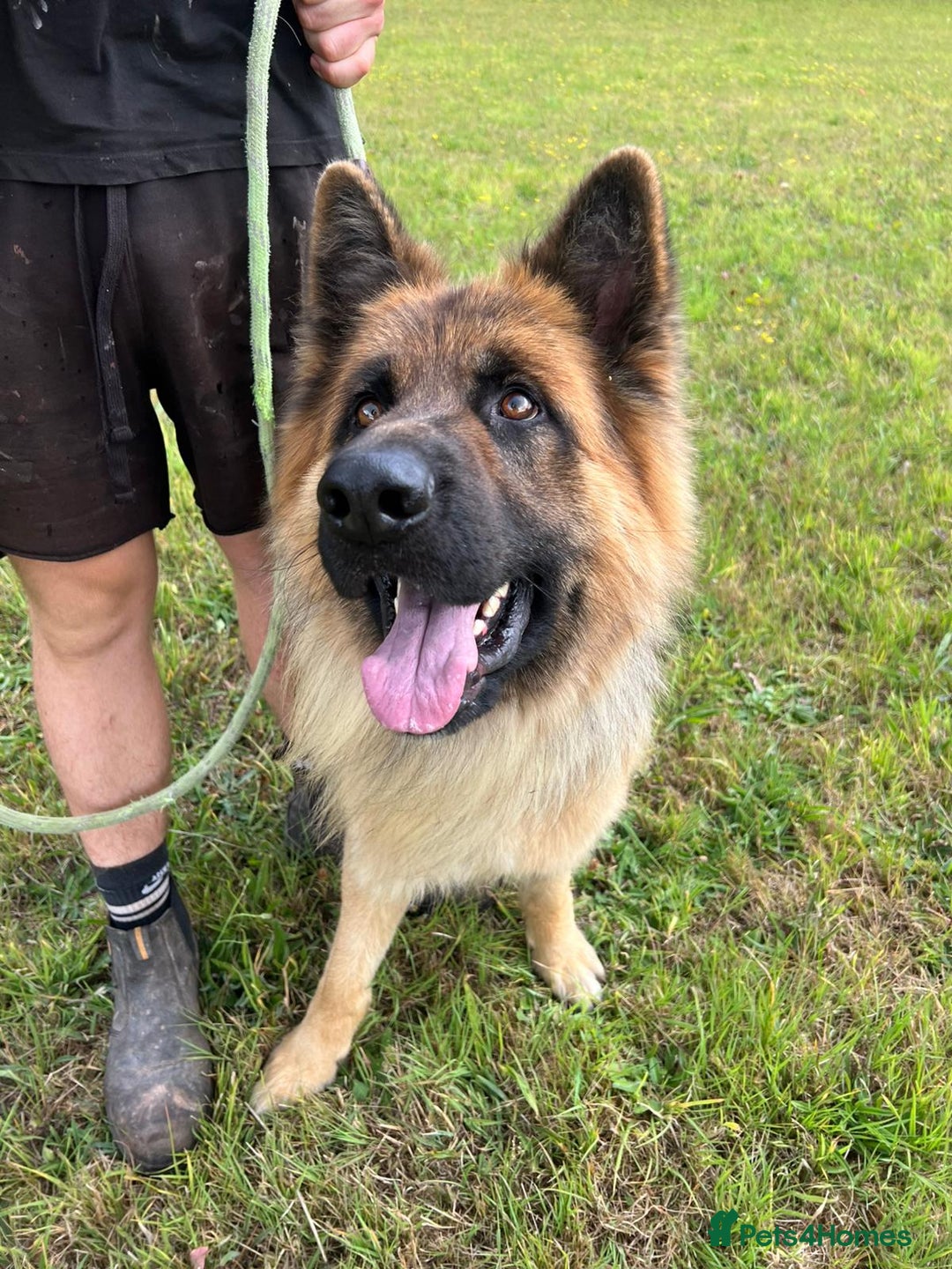 German Shepherd dogs for sale: German Shepherd kc reg straight backed - Image 3