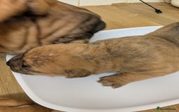 Mixed Breed dogs for sale:  cane corso cross Shar pei  - Image 5