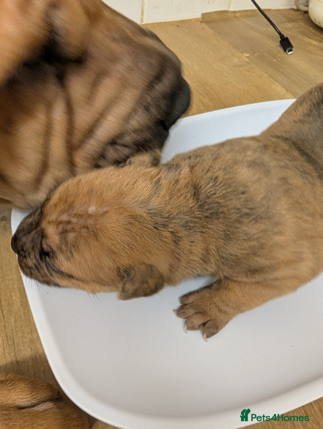 Mixed Breed dogs for sale:  cane corso cross Shar pei  - Image 5