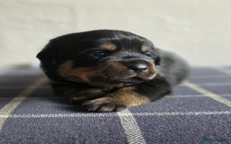 Rottweiler dogs for sale: Rottweiler puppies - Image 5