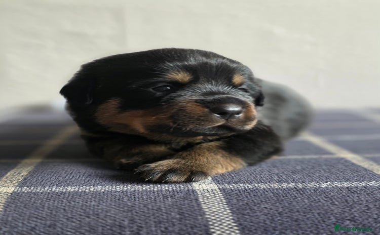 Rottweiler dogs - Advert 5