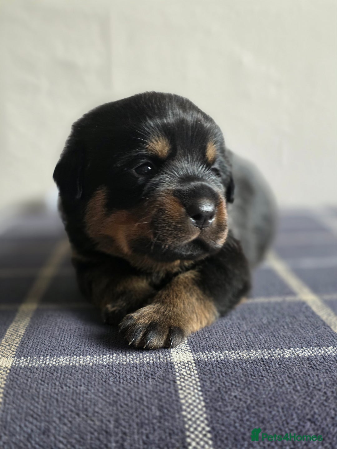 Rottweiler dogs for sale: Rottweiler puppies - Image 5