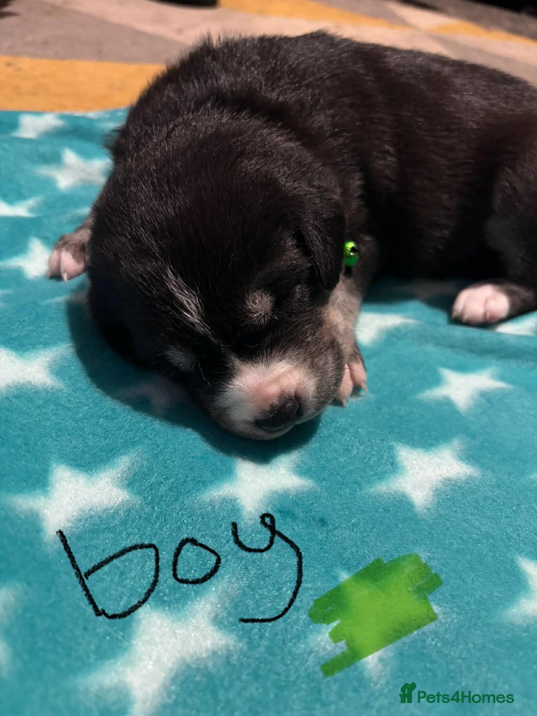 Mixed Breed dogs for sale: Husky x labrador puppies - Advert 1