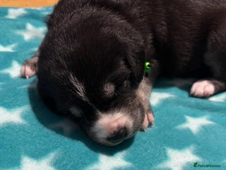 Mixed Breed dogs Husky x labrador puppies - Advert 1