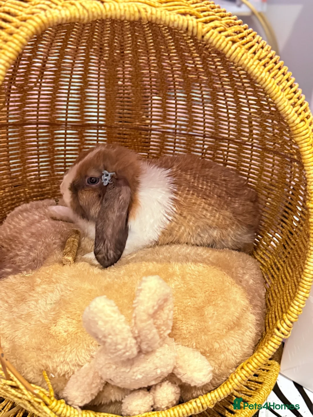 Netherland Dwarf rabbits for sale: Urgent rehoming. Young Netherland dwarf+ mini lop - Advert 3